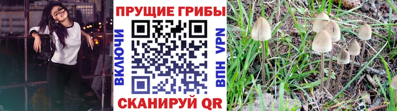 цены наркотик Тулун Псилоцибиновые грибы Cubensis
